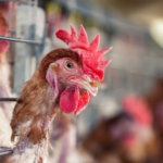 Hen losing feathers after being confined in battery cages