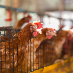 Hens confined in battery cages