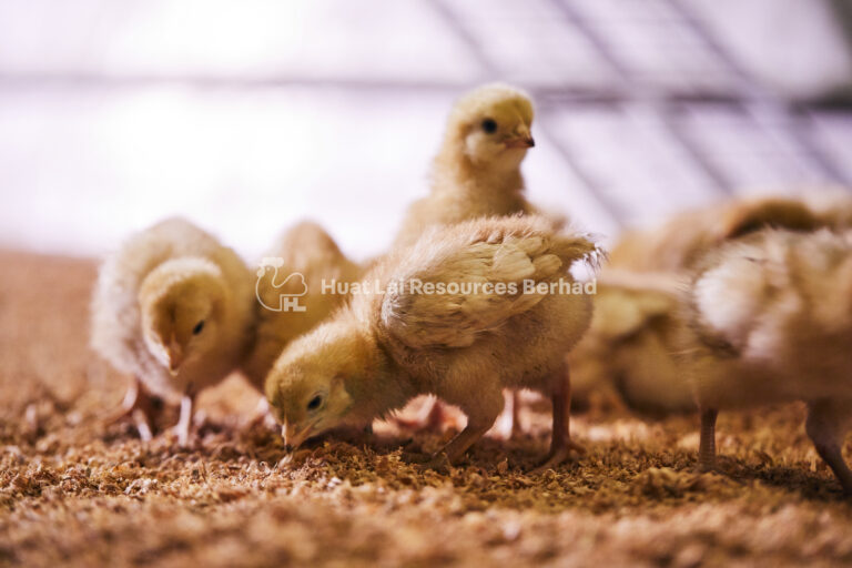 Leading egg producer Huat Lai to build Malaysia’s largest cage-free farm